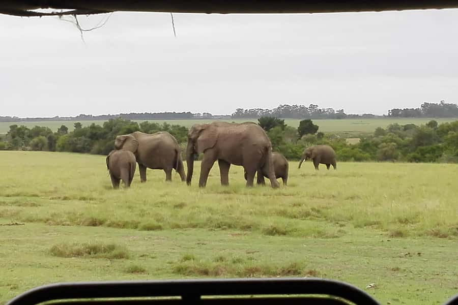 Plettenberg Bay Game Reserve: 2-Hour Game Drive - Key things I’d watch for