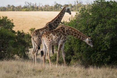 Plettenberg Bay Game Reserve: 2-Hour Game Drive