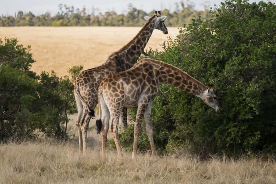 Plettenberg Bay Game Reserve: 2-Hour Game Drive - Getting to the Safari Center and what to bring