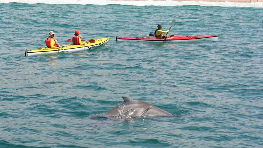 Plettenberg Bay: Guided Sea Kayak Tour - Key highlights to know before you go