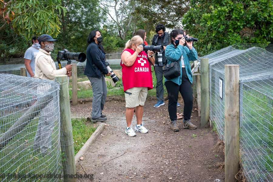 Plettenberg Bay: Private Guided Wildlife Photography Tour - Tenikwa in Plettenberg Bay, where wildlife rehab meets real photo time