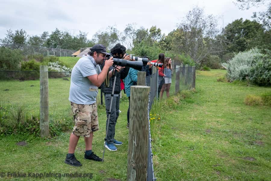 Plettenberg Bay: Private Guided Wildlife Photography Tour - Meerkat Meander, confiscated animals with a permanent home