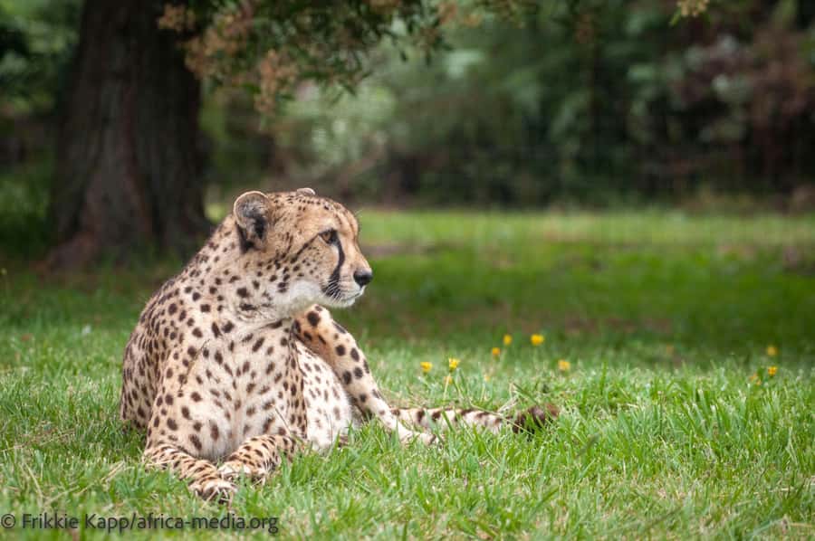 Plettenberg Bay: Private Guided Wildlife Photography Tour - Leopard Walkway, camouflaged searching and better “story” photos