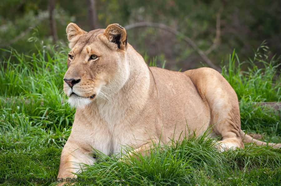 Plettenberg Bay: Private Guided Wildlife Photography Tour - Cheetahs, caracals, servals, and the life-enrichment moments