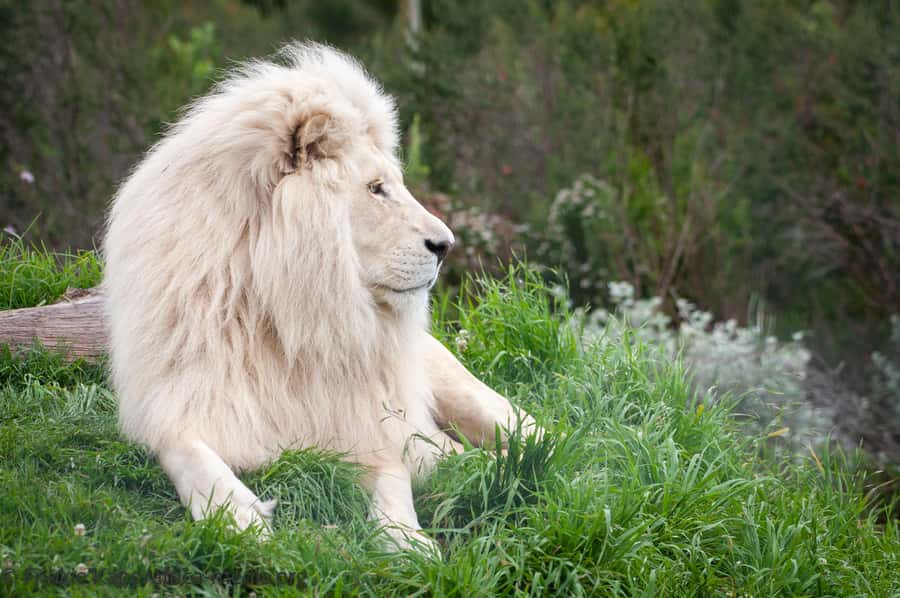 Plettenberg Bay: Private Guided Wildlife Photography Tour - Should you book this Tenikwa wildlife photography tour?
