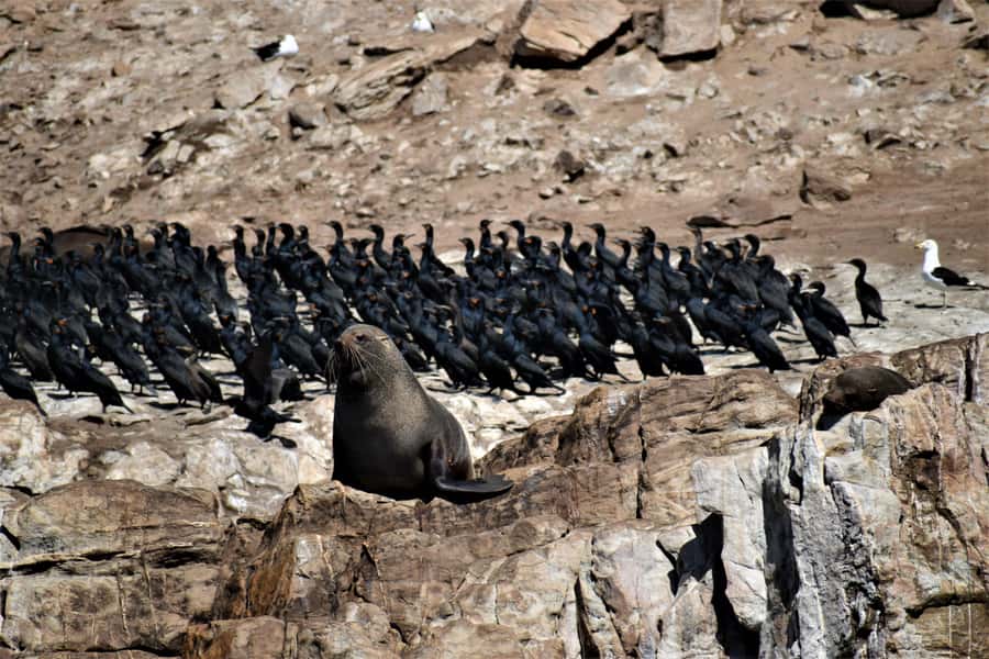 Plettenberg Bay: Seal Colony Viewing Excursion - Price, timing, and what $34 buys you (and what it does not)