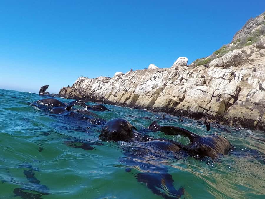 Plettenberg Bay: Seal Colony Viewing Excursion - Boarding the Robberg Express: the surf ride and the coast views you actually get