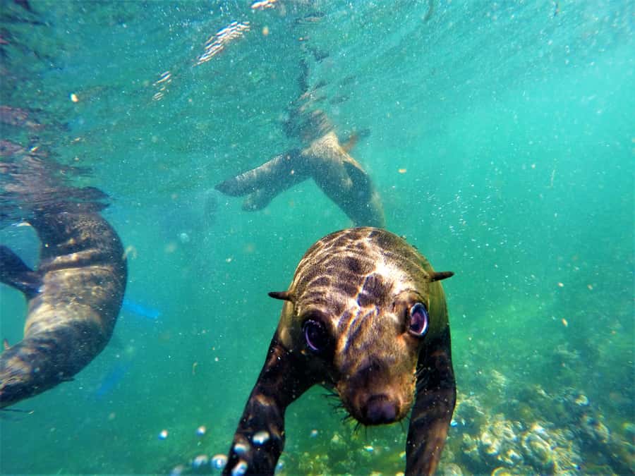 Plettenberg Bay: Seal Colony Viewing Excursion - Guides and photos: how to get more out of your 90 minutes