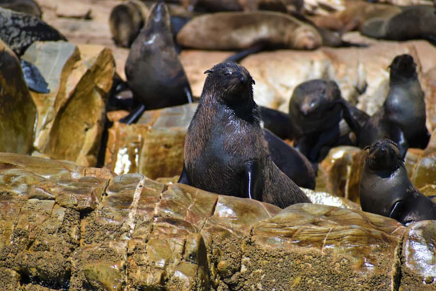 Plettenberg Bay: Seal Colony Viewing Excursion - Shared boat days, and what it might mean if some people swim