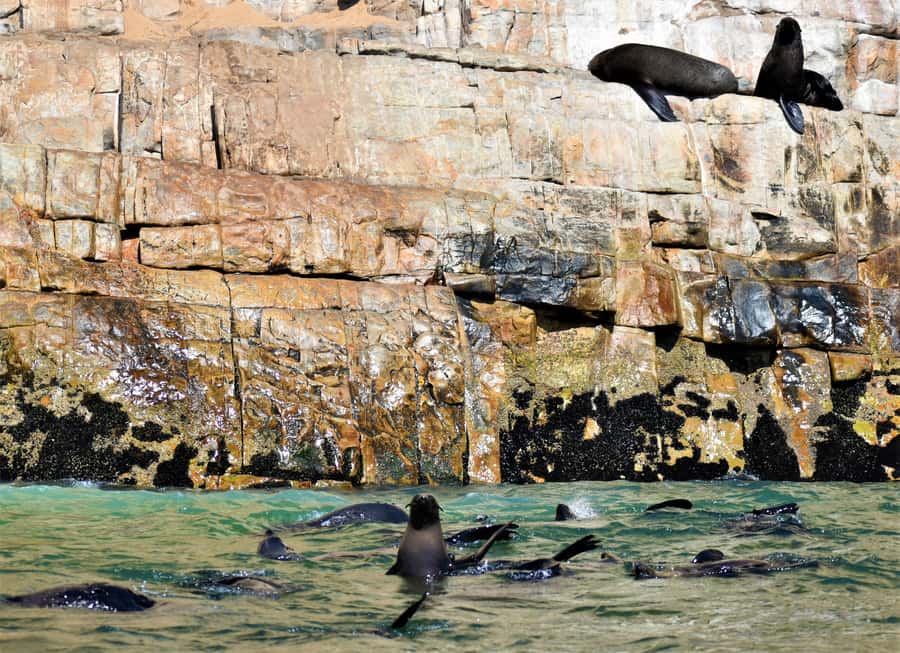 Plettenberg Bay: Seal Colony Viewing Excursion - Tips to make your boat day smoother and better