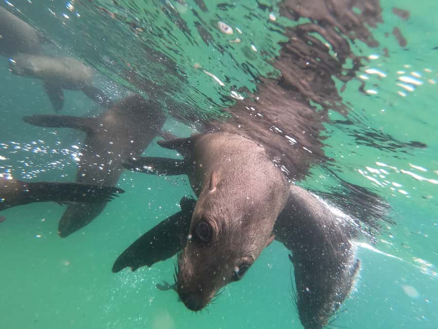 Plettenberg Bay: Seal Swimming Experience - FAQ