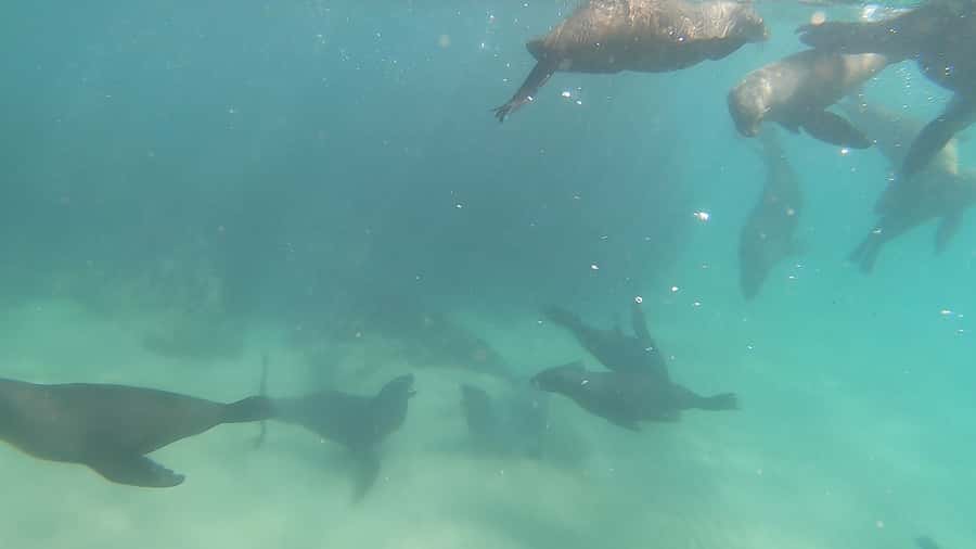 Plettenberg Bay: Seal Swimming Experience - Swimming with Cape fur seals: 20 to 25 minutes of real action
