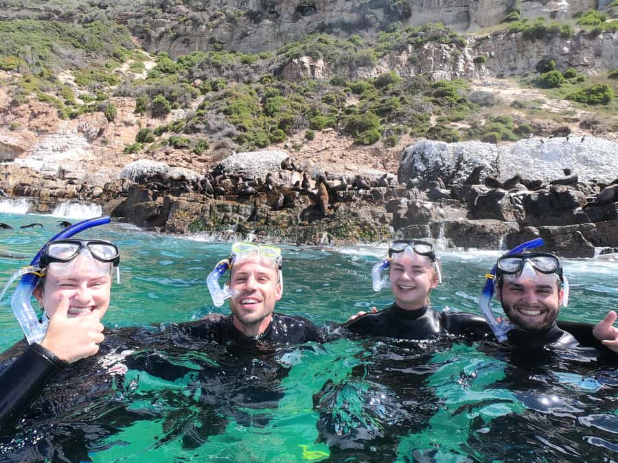 Plettenberg Bay: Seal Swimming Experience - How safety works (and why the rules make sense)
