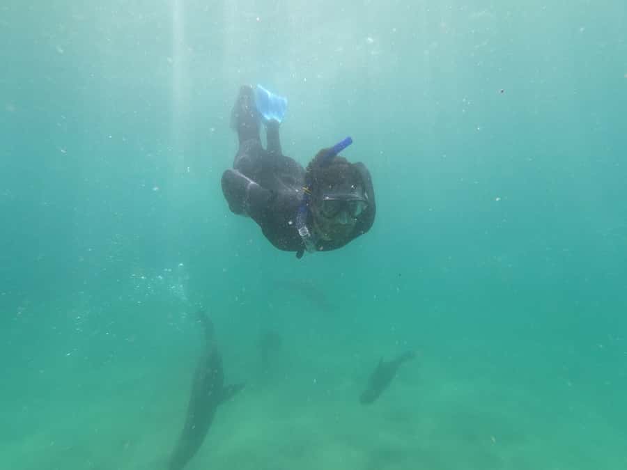 Plettenberg Bay: Seal Swimming Experience - Who should book this seal swim in Plettenberg Bay
