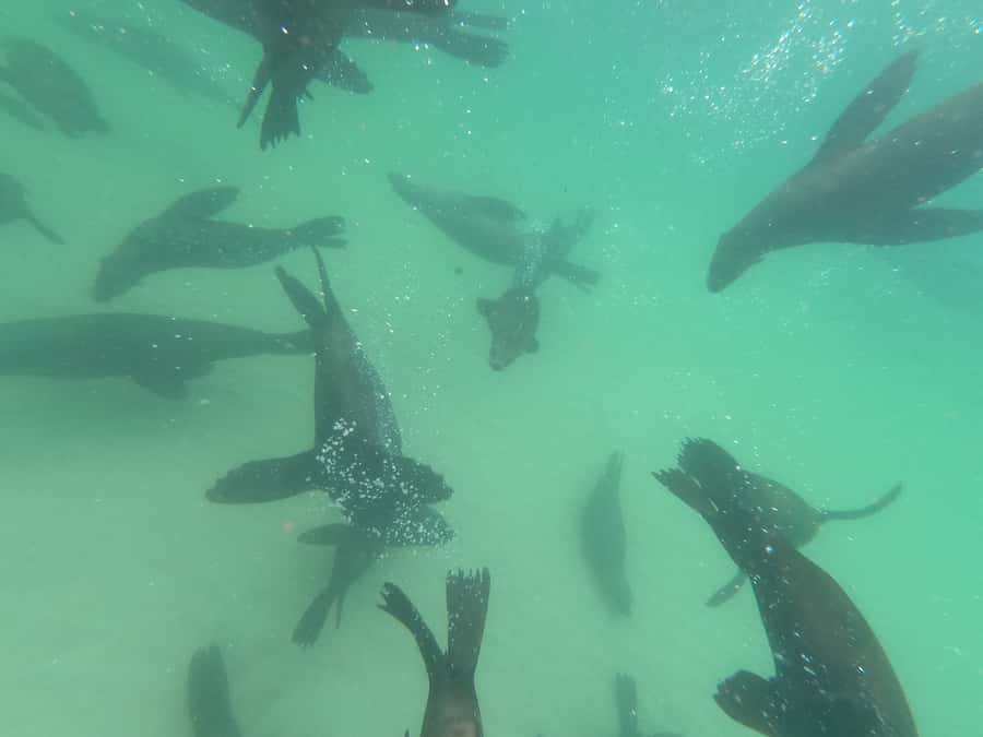 Plettenberg Bay: Seal Swimming Experience - Should you book Plett Seal Adventures Seal Swimming?