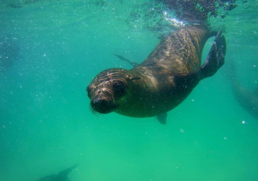 Plettenberg Bay: Seal Viewing Boat Trip - Heading to the Beacon Island Hotel meeting point