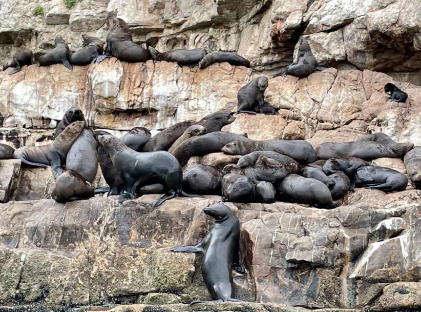 Plettenberg Bay: Seal Viewing Boat Trip - If you are not snorkeling, you still get the full experience