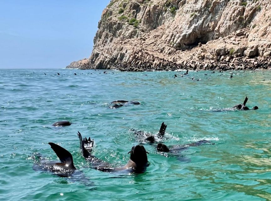 Plettenberg Bay: Seal Viewing Boat Trip - Free photo and video after the trip