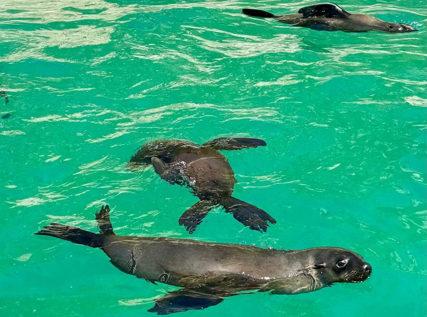 Plettenberg Bay: Seal Viewing Boat Trip - Weather rules your plans, so plan your flexibility