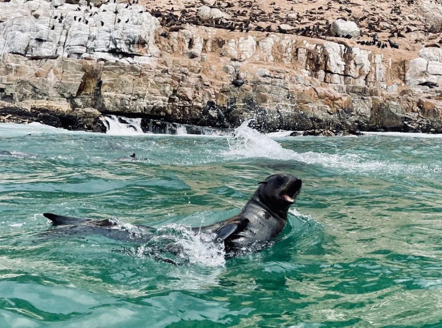 Plettenberg Bay: Seal Viewing Boat Trip - What the boat trip feels like once you’re out