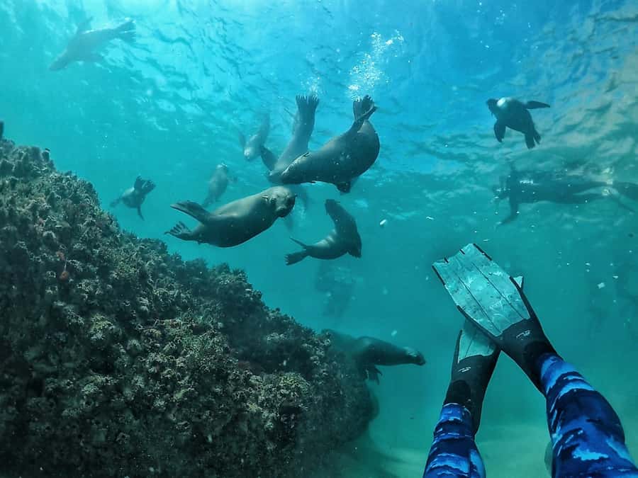 Plettenberg Bay: Swim with Seals - Key Things I’d Prioritize Before You Go