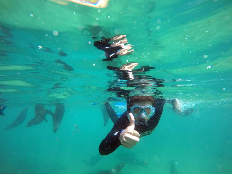 Plettenberg Bay: Swim with Seals - Timing and What the Whole 90 Minutes Feels Like