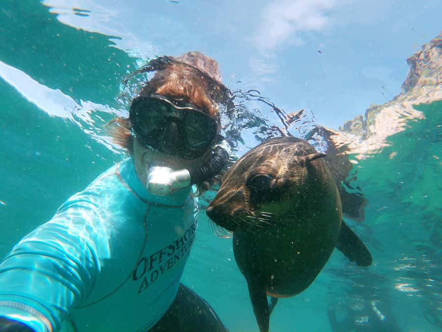 Plettenberg Bay: Swim with Seals - Arriving at the Seals: The Protected Area and How Close You Actually Get