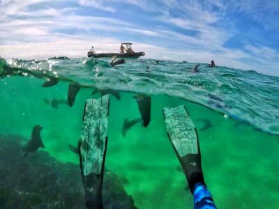 Swim with Seals