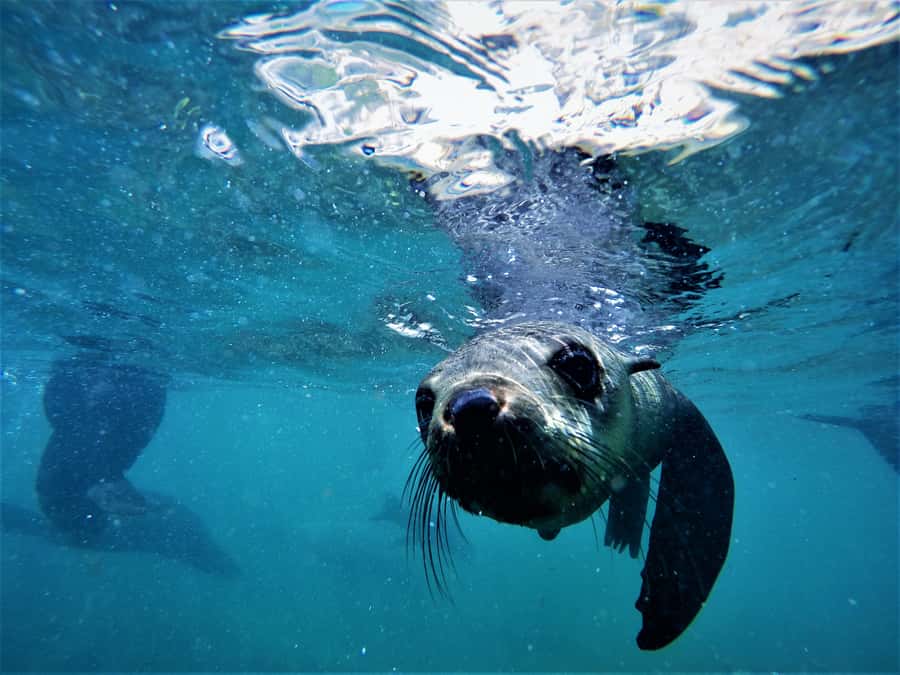 Plettenberg Bay: Swim with Seals - In the Water for Up to 30 Minutes: Snorkeling, Etiquette, and Safety