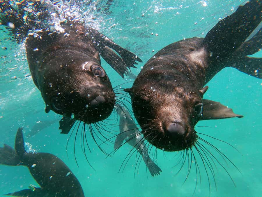 Plettenberg Bay: Swim with Seals - Safety Briefing That Actually Prepares You