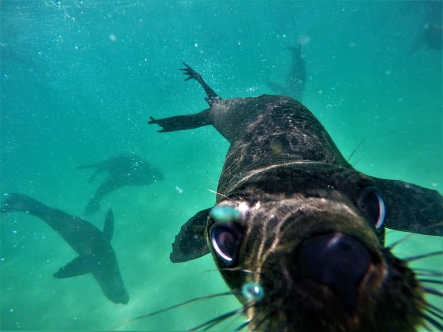 Plettenberg Bay: Swim with Seals - Price and Value: Is $61 a Good Deal?