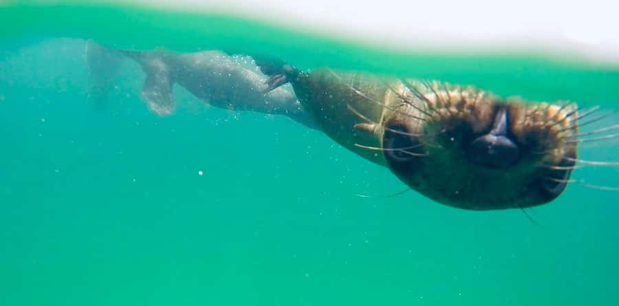 Plettenberg Bay: Swim with Seals - Who Should Book This, and Who Might Want to Skip