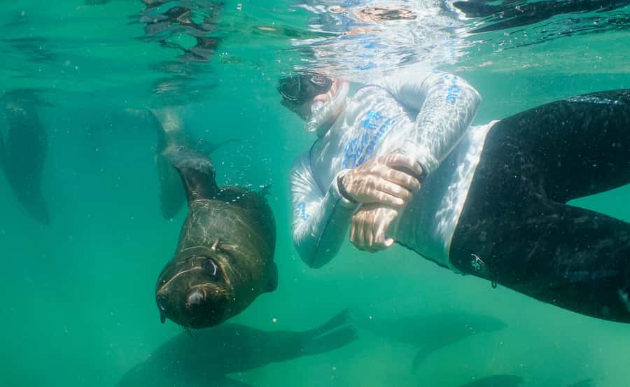 Plettenberg Bay: Swim with the Seals - At a glance