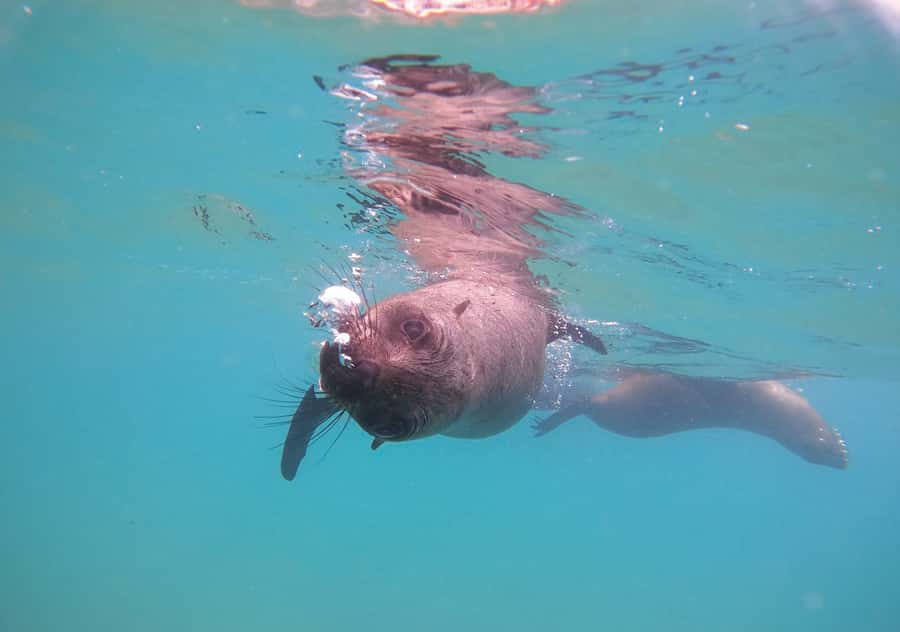 Plettenberg Bay: Swim with the Seals - Price and value: is $61 worth it for 90 minutes?