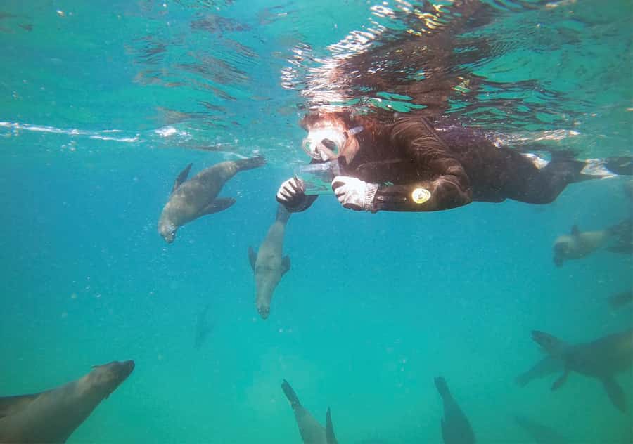 Plettenberg Bay: Swim with the Seals - Gear, briefing, and the rules that make it feel natural