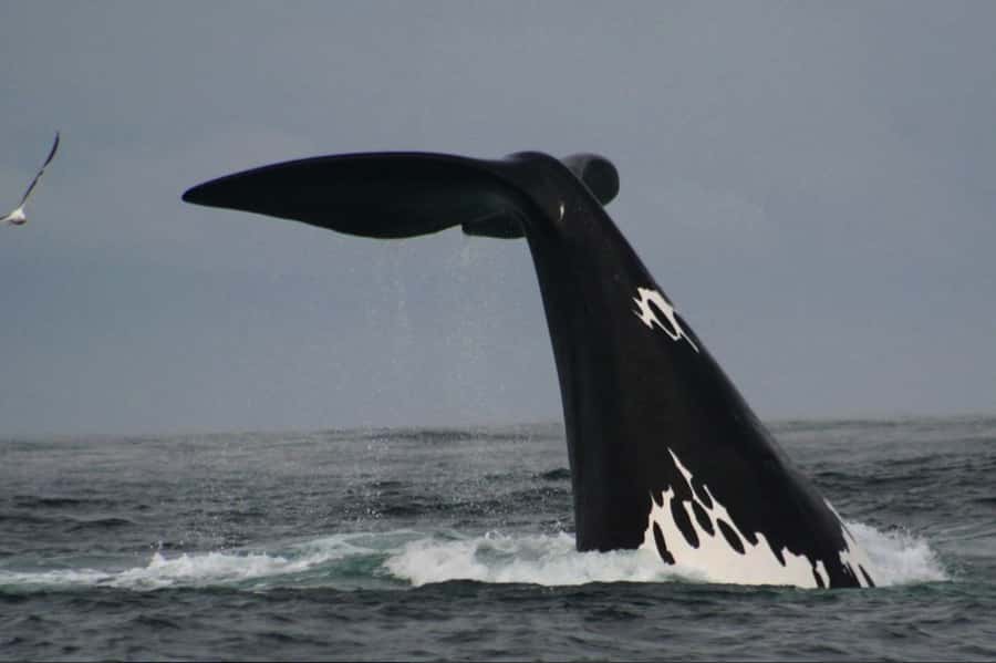 Plettenberg Bay: Whale Watching Boat Cruise - Why This Whale Cruise Feels More Than Just Animal Spotting