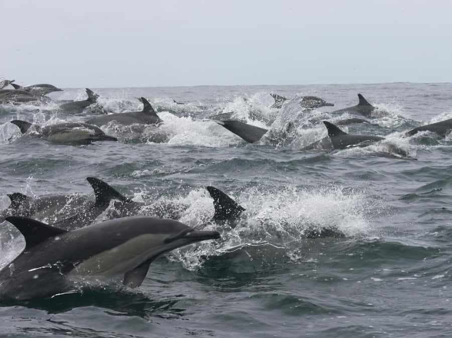 Plettenberg Bay: Whale Watching Boat Cruise - Key Moments That Matter on the Water