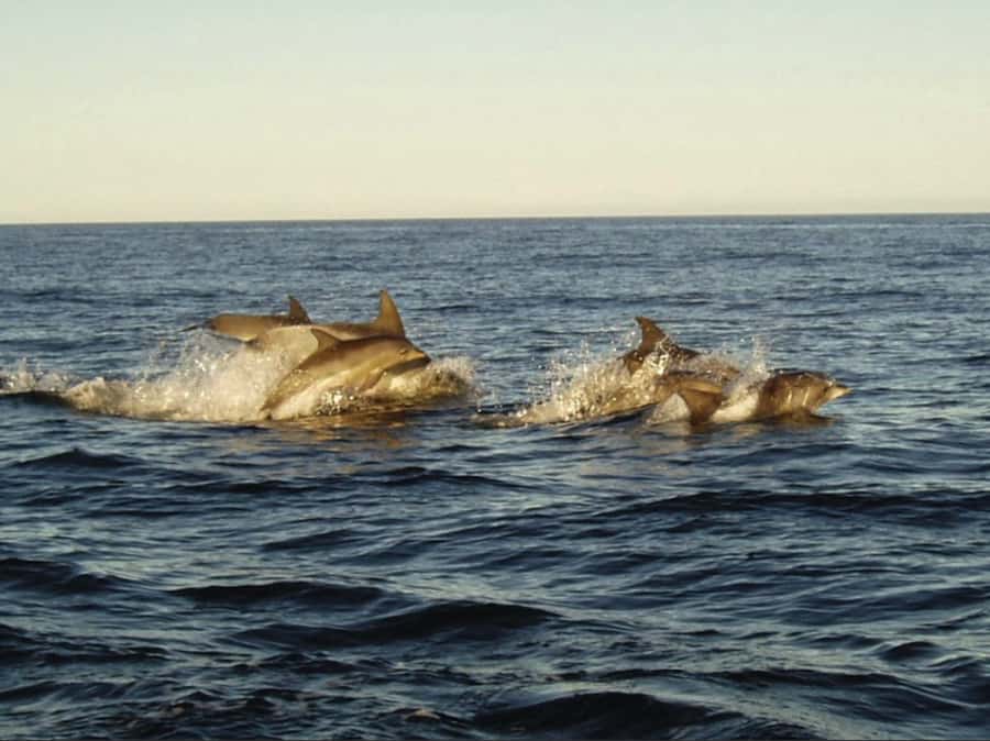 Plettenberg Bay: Whale Watching Boat Cruise - The 2-Hour Itinerary, Unpacked Step by Step