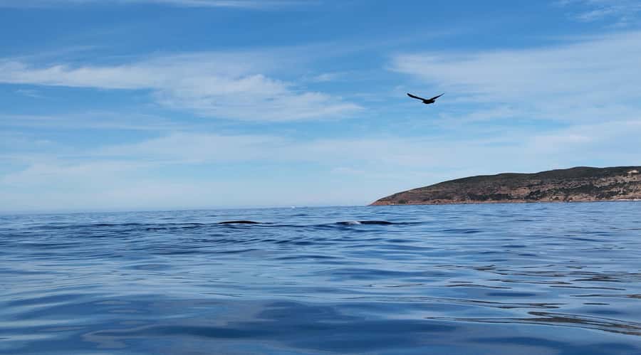 Plettenberg Bay: Whale Watching Boat Cruise - What Whales You Might Actually See (June to November)