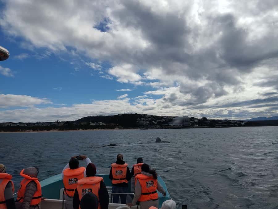 Plettenberg Bay: Whale Watching Boat Cruise - Weather Can Change Your Departure, Especially Afternoons