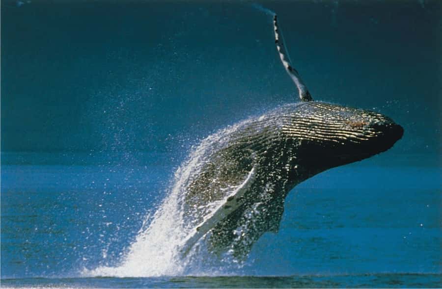 Plettenberg Bay: Whale-Watching Cruise - Key things to know before you go