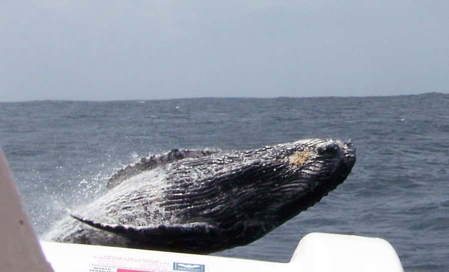 Plettenberg Bay: Whale-Watching Cruise - What you are really buying for $77: a guided odds game at sea