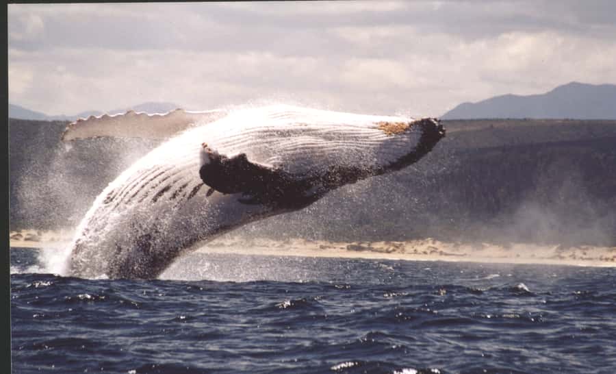Plettenberg Bay: Whale-Watching Cruise - The boat ride that starts with action: launching through the surf