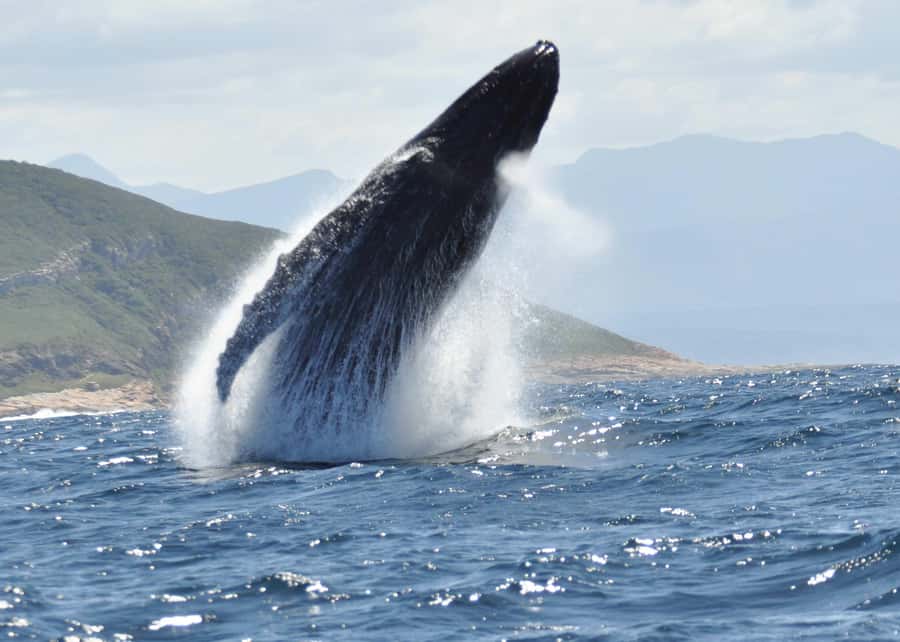 Plettenberg Bay: Whale-Watching Cruise - Southern Right vs Humpback: how the crew targets two different whale styles