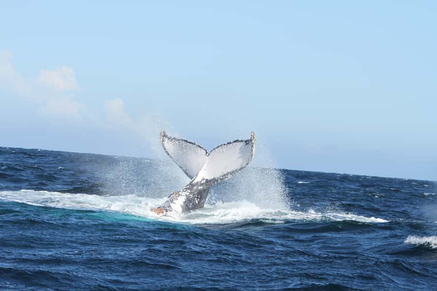 Plettenberg Bay: Whale-Watching Cruise - Seal colony stop on the Robberg Peninsula, if time permits