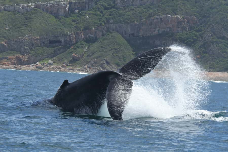 Plettenberg Bay: Whale-Watching Cruise - How “close encounter” can feel different from one trip to the next