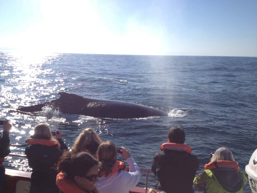 Plettenberg Bay: Whale-Watching Cruise - Seating and hearing: why guide audio matters on a moving boat