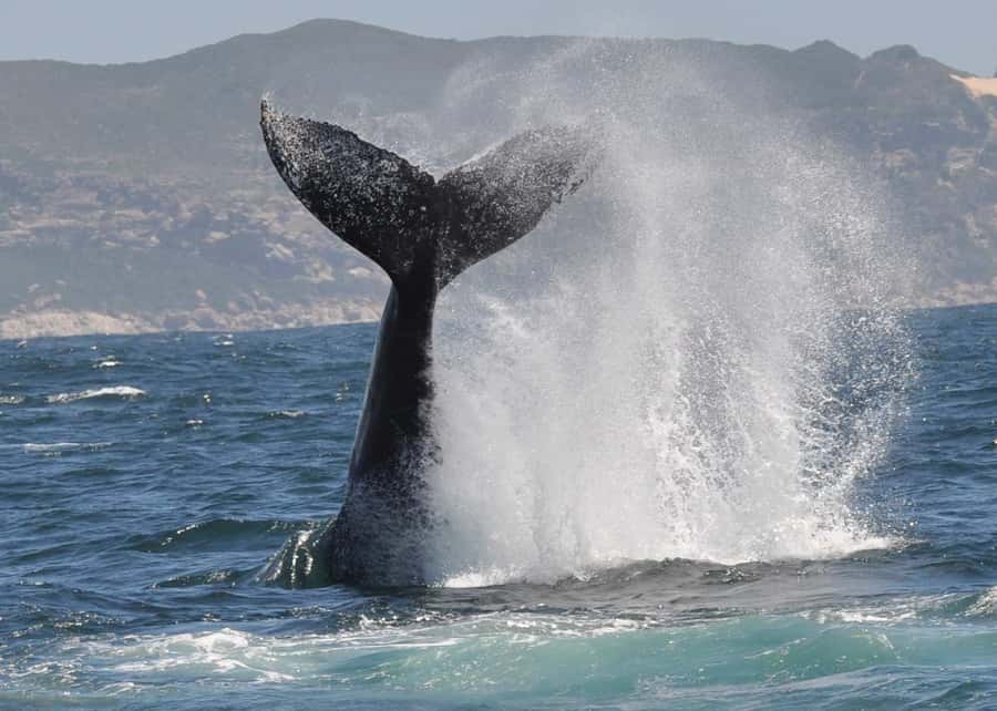 Plettenberg Bay: Whale-Watching Cruise - Rules that keep the experience respectful and safe
