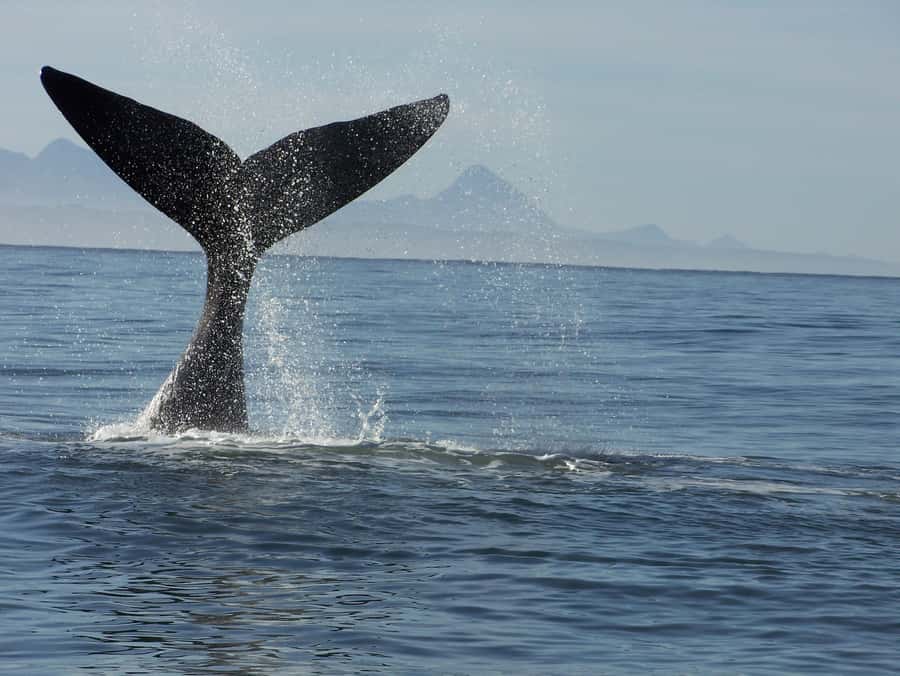 Plettenberg Bay: Whale-Watching Cruise - Arriving, checking in, and getting ready for the surf