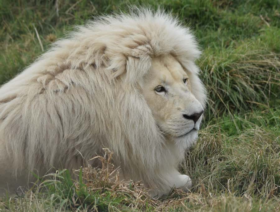Plettenberg Bay: Wild Cat and Wildlife Guided Tour - Tenikwa Wildlife Rehabilitation Centre: your cat-world starting point near Plettenberg Bay